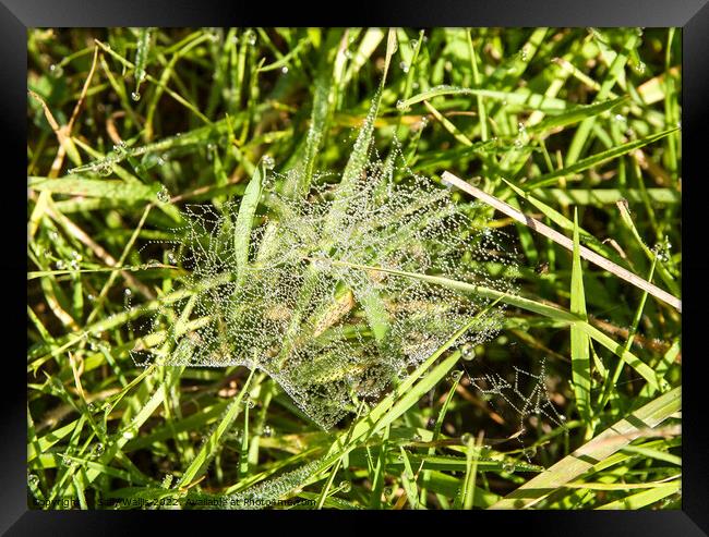 Beads of dew on grass Framed Print by Sally Wallis