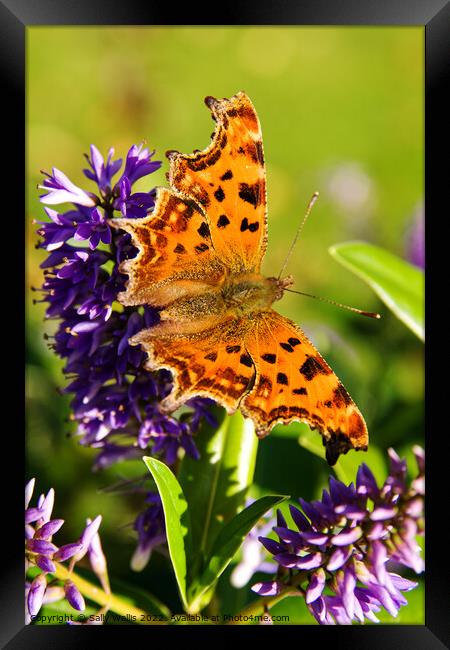 Comma Butterfly Framed Print by Sally Wallis
