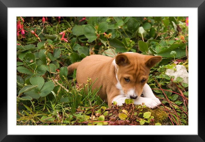 Basenji puppy exploring Framed Mounted Print by Sally Wallis
