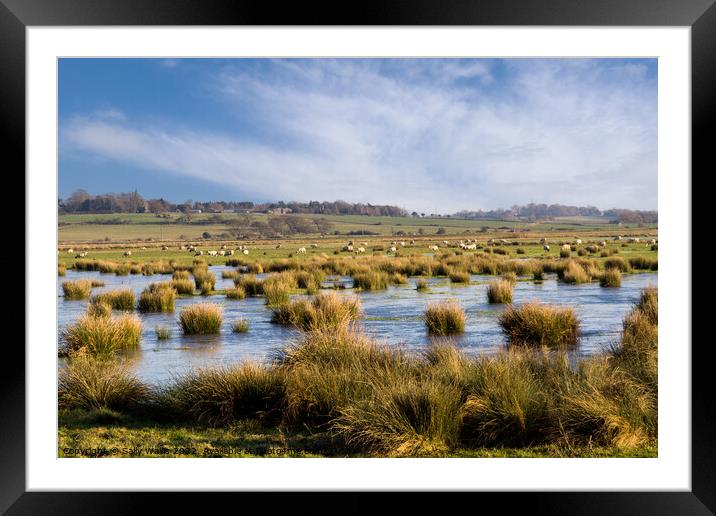 Sheep grazing over flooded marshland Framed Mounted Print by Sally Wallis