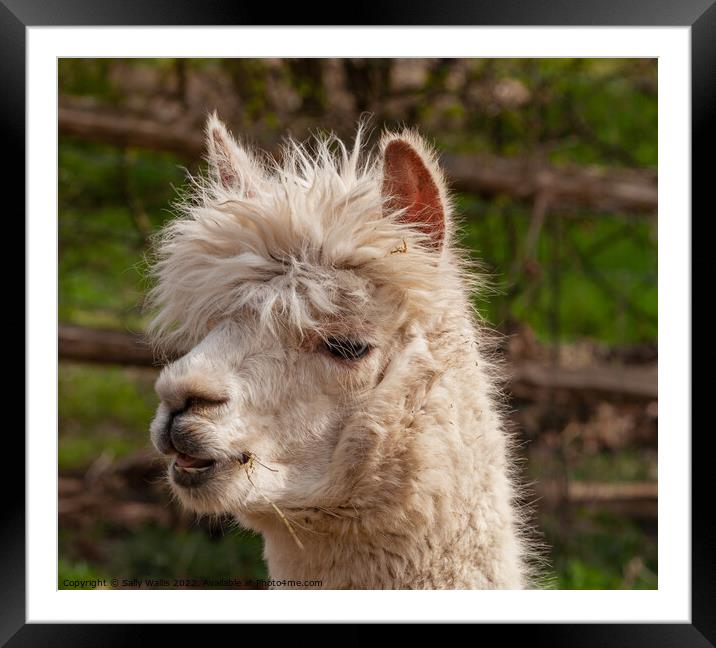 Llama chewing grass Framed Mounted Print by Sally Wallis