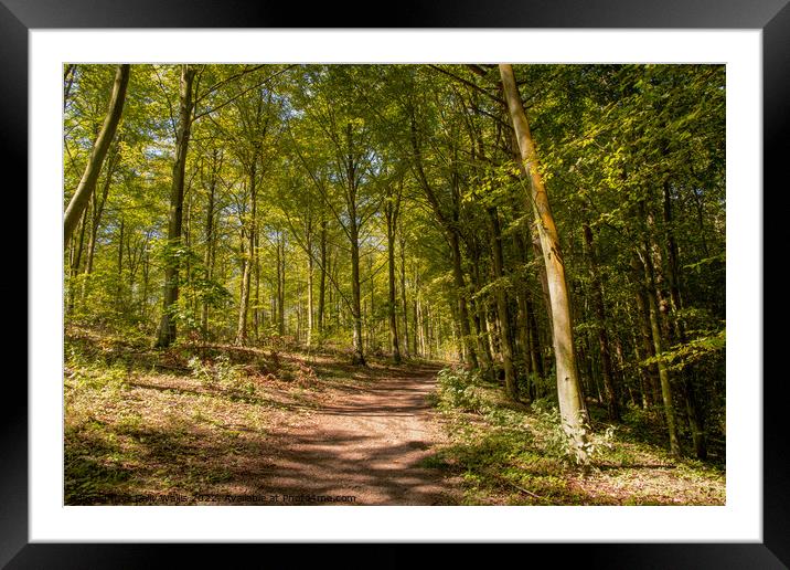 Trail in Friston Forest, East Sussex Framed Mounted Print by Sally Wallis