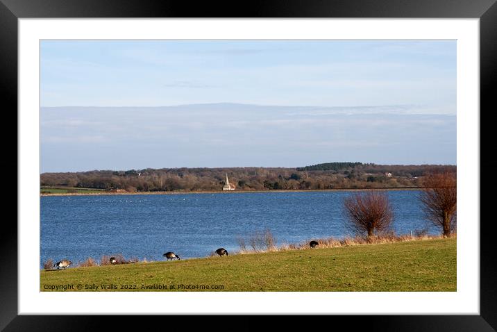 Row of Geese grazing by Arlington Reservoir Framed Mounted Print by Sally Wallis
