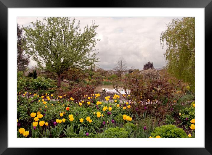 Across yellow tulips towards a small pond Framed Mounted Print by Sally Wallis
