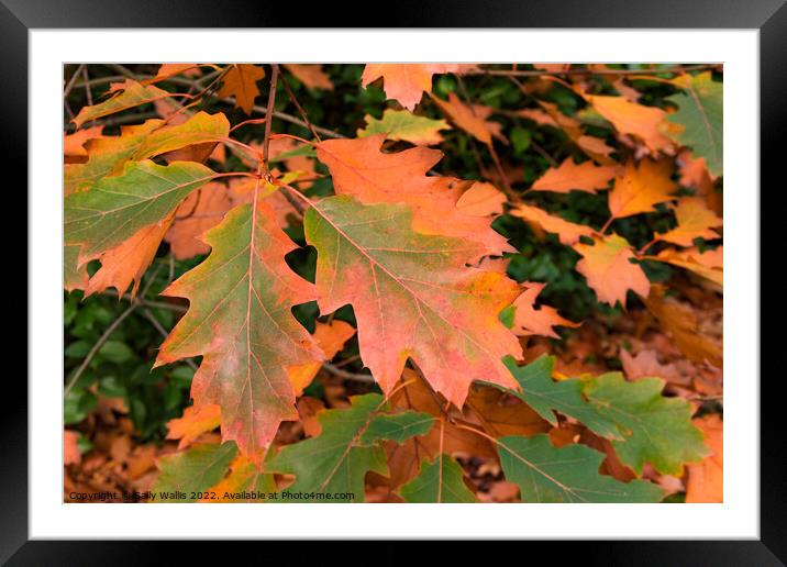 Quercus Rubra Leaves turning brown in the Fall Framed Mounted Print by Sally Wallis