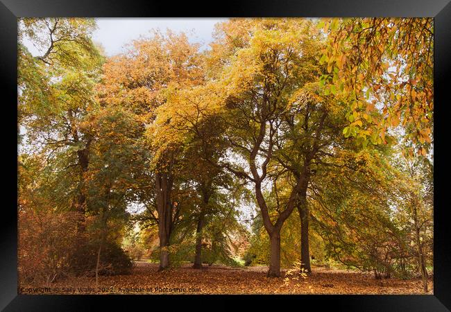 Woodland Autumn colors Framed Print by Sally Wallis