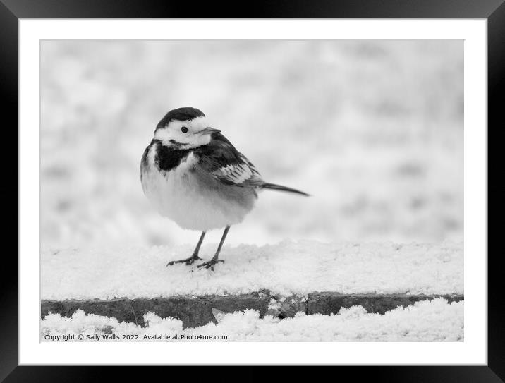 pied wagtail in the snow Framed Mounted Print by Sally Wallis