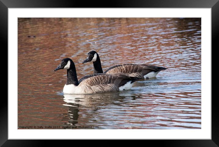Pair of Canada geese in spring Framed Mounted Print by Sally Wallis