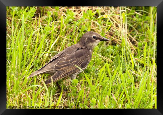 Young Starling Framed Print by Sally Wallis