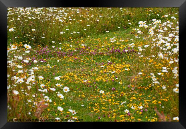 Wildflower meadow path Framed Print by Sally Wallis
