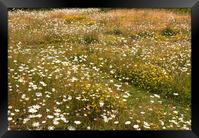 Wild flower meadow in early summer Framed Print by Sally Wallis
