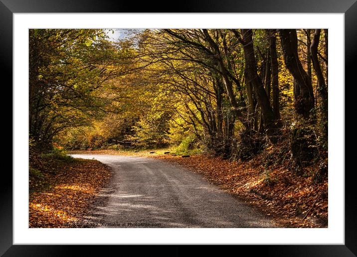 Sussex country lane in Autumn Framed Mounted Print by Sally Wallis