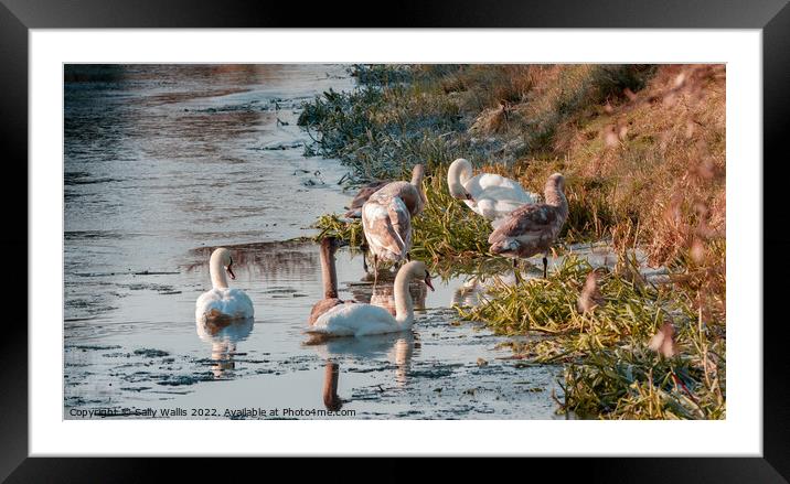 Swans preening in icy water Framed Mounted Print by Sally Wallis