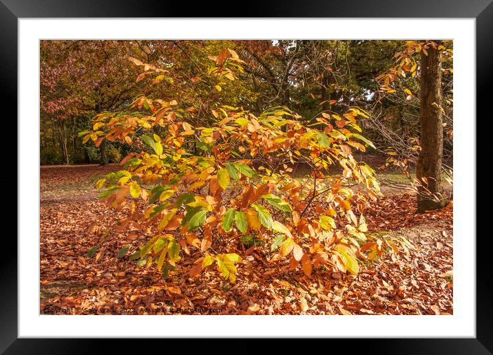 Small chestnut bush turning colour Framed Mounted Print by Sally Wallis