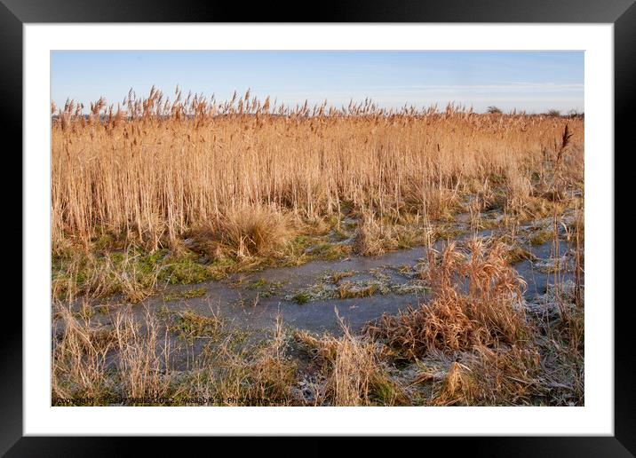 Early morning light on frozen marshland Framed Mounted Print by Sally Wallis