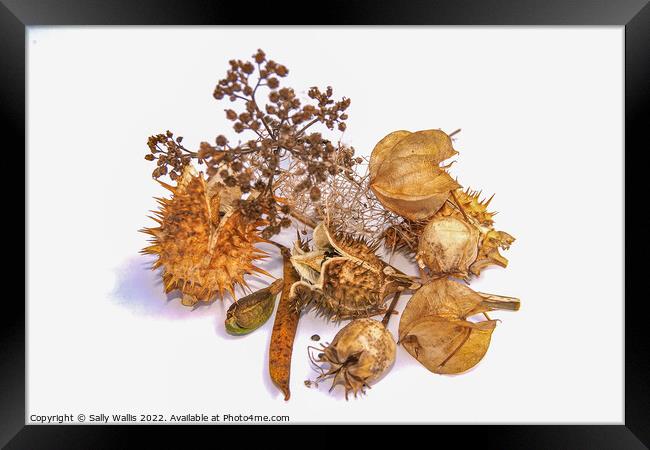 Study in brown - autumn seed heads Framed Print by Sally Wallis