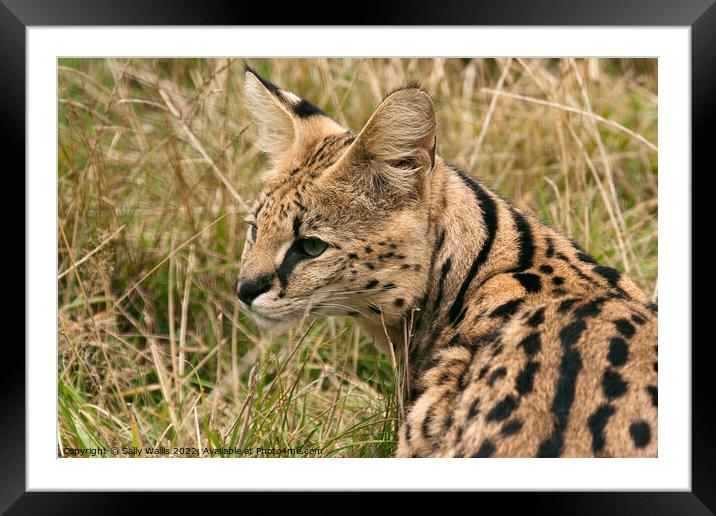 Side portrait of a Serval Cat Framed Mounted Print by Sally Wallis