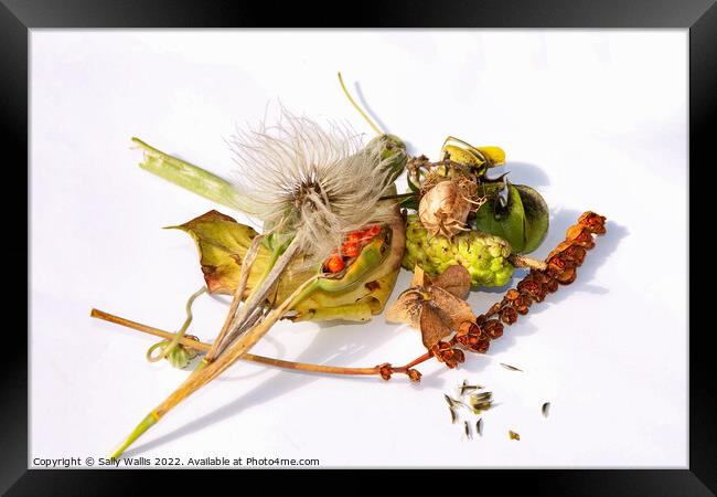 collection of ripe seedheads Framed Print by Sally Wallis