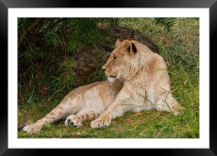 Lioness at Ease Framed Mounted Print by Sally Wallis