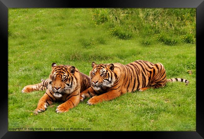 Amur Tiger twins relaxing in a grassy area Framed Print by Sally Wallis
