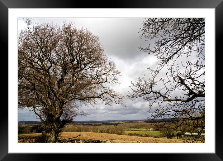 Stormy sky & oak trees Framed Mounted Print by Sally Wallis