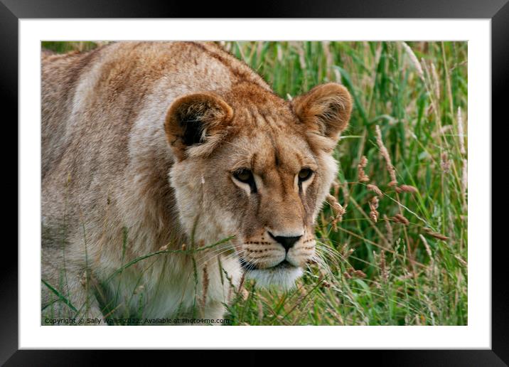 Lioness intent on prey ? Framed Mounted Print by Sally Wallis