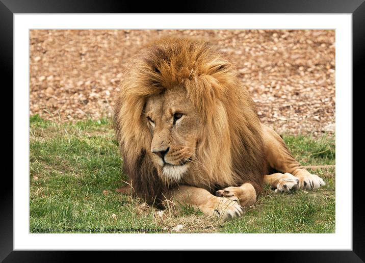 Lion lounging Framed Mounted Print by Sally Wallis
