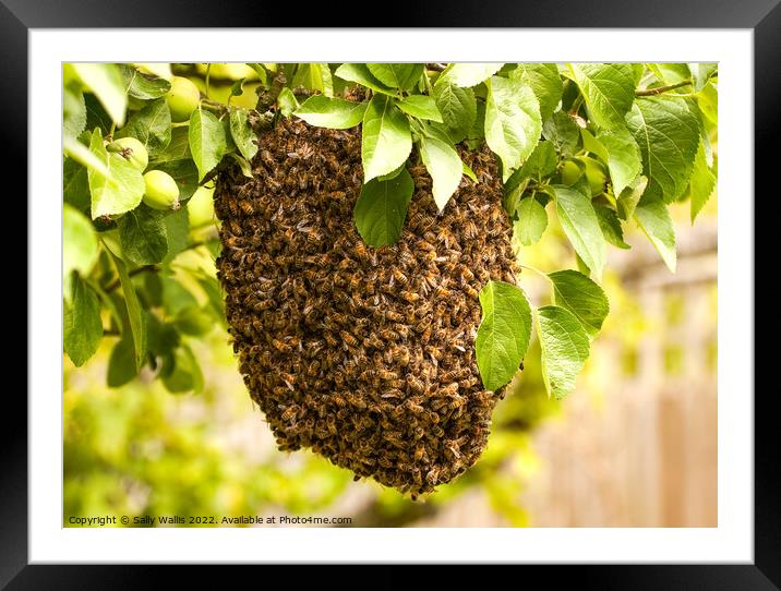 Swarm of uninvited bees Framed Mounted Print by Sally Wallis