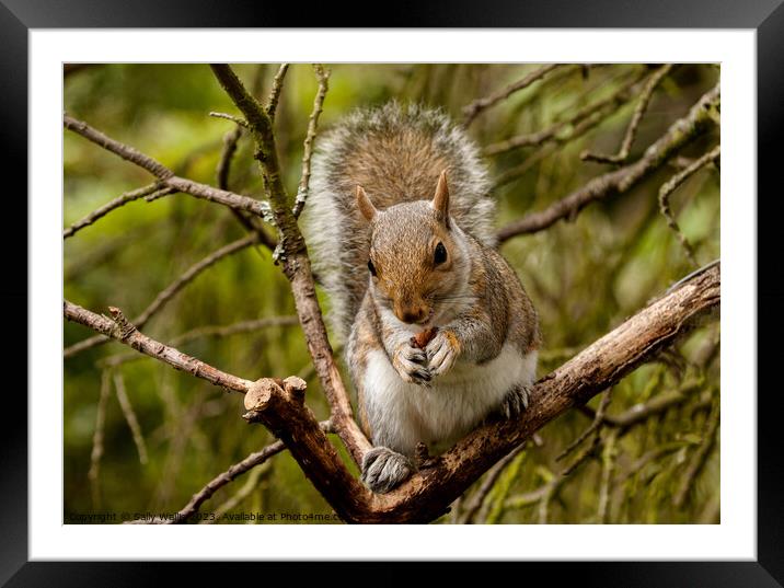 Young squirrel eating a nut Framed Mounted Print by Sally Wallis