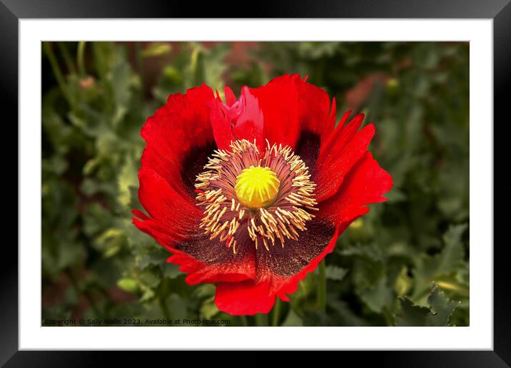 Red ragged poppy with pollen from its stamens sprinkled on the lower petals Framed Mounted Print by Sally Wallis