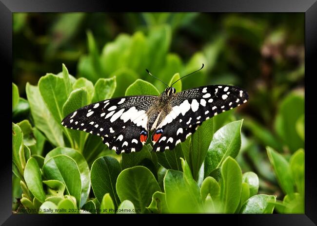 Citrus Swallowtail Butterfly Framed Print by Sally Wallis