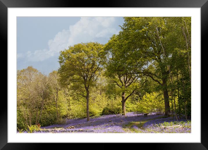 East Sussex Bluebell woods Framed Mounted Print by Sally Wallis