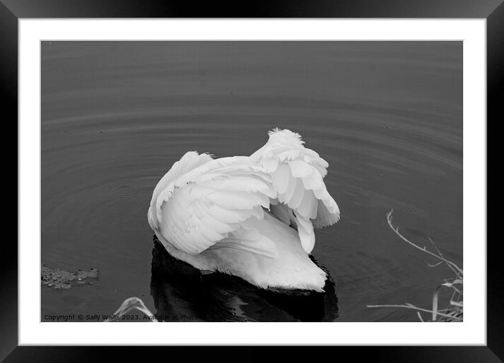 Contortions of a swan Framed Mounted Print by Sally Wallis