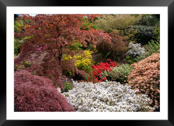 Acers and Azaleas Framed Mounted Print by Sally Wallis