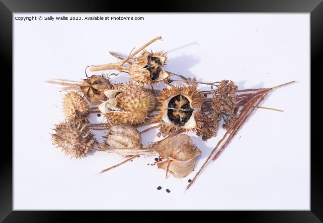 Study in Brown (seed heads) Framed Print by Sally Wallis