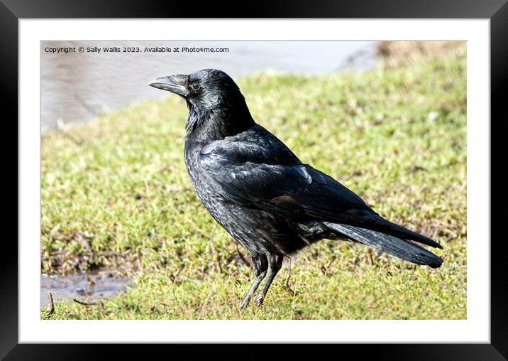 Black Crow Shiny Framed Mounted Print by Sally Wallis
