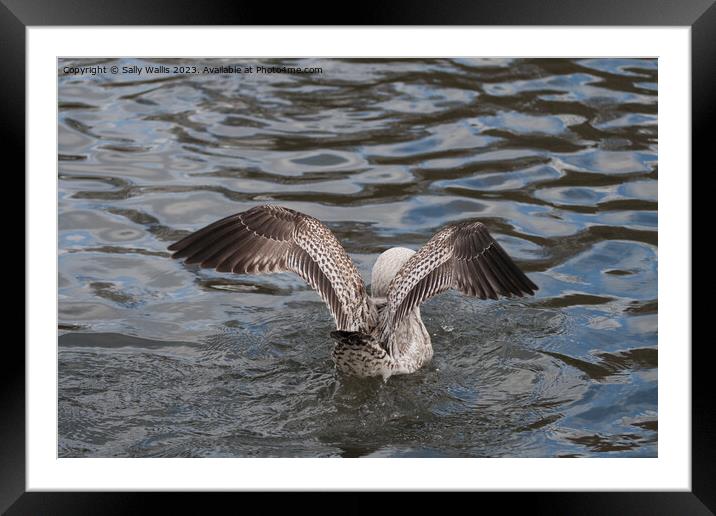 Herring Gull landing Framed Mounted Print by Sally Wallis