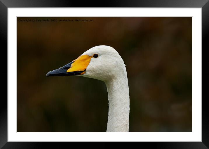 Portrait of a whooper swan Framed Mounted Print by Sally Wallis