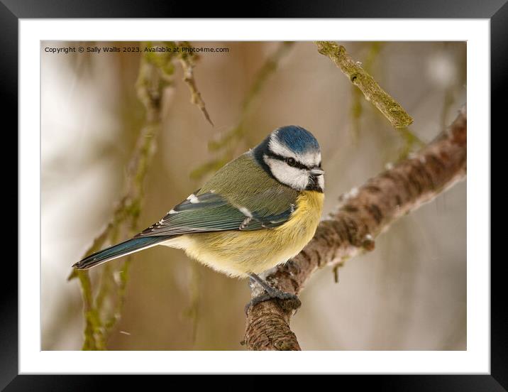 Blue tit feeling the cold Framed Mounted Print by Sally Wallis
