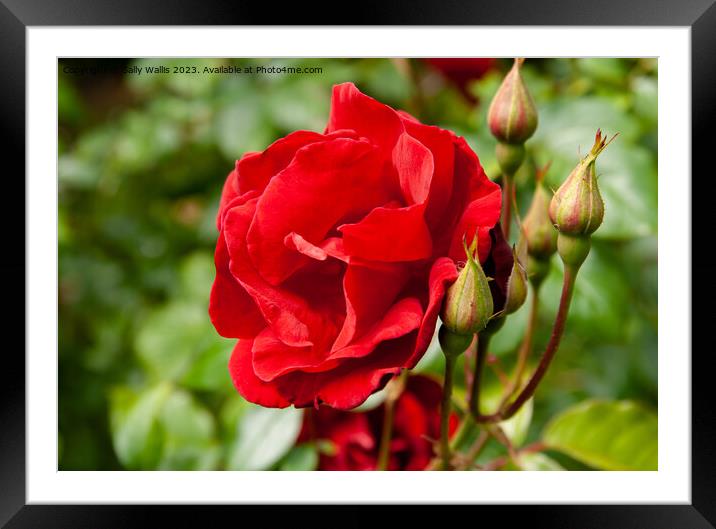 Red Rose with buds Framed Mounted Print by Sally Wallis