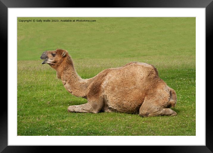 Camel couchant ! Framed Mounted Print by Sally Wallis