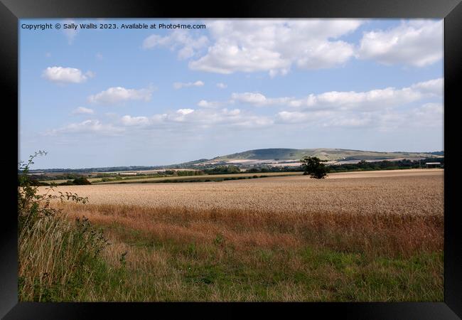 South Downs across Wheat Field Framed Print by Sally Wallis