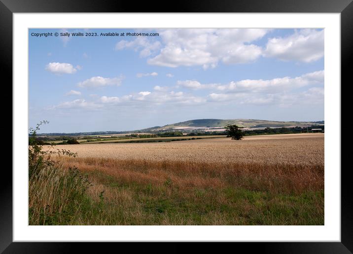 South Downs across Wheat Field Framed Mounted Print by Sally Wallis