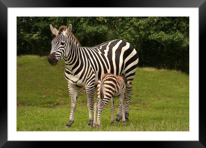 Mother & Baby Zebra Framed Mounted Print by Sally Wallis
