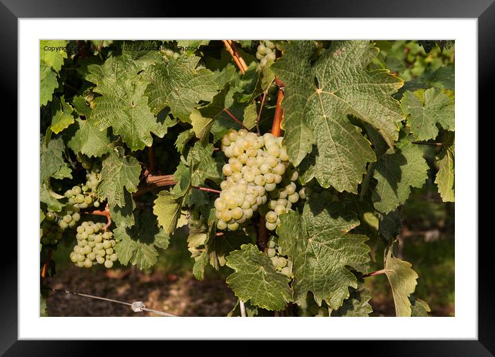 White wine grapes Framed Mounted Print by Sally Wallis