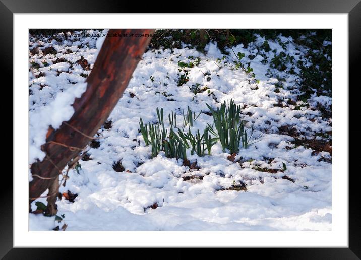 Snow on daffodils Framed Mounted Print by Sally Wallis