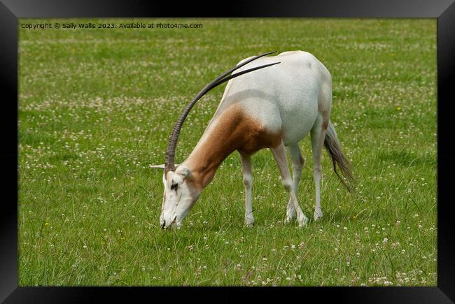 Scimitar-Horned Oryx, endangered species Framed Print by Sally Wallis