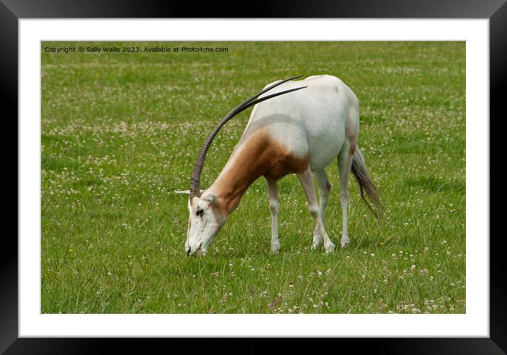 Scimitar-Horned Oryx, endangered species Framed Mounted Print by Sally Wallis