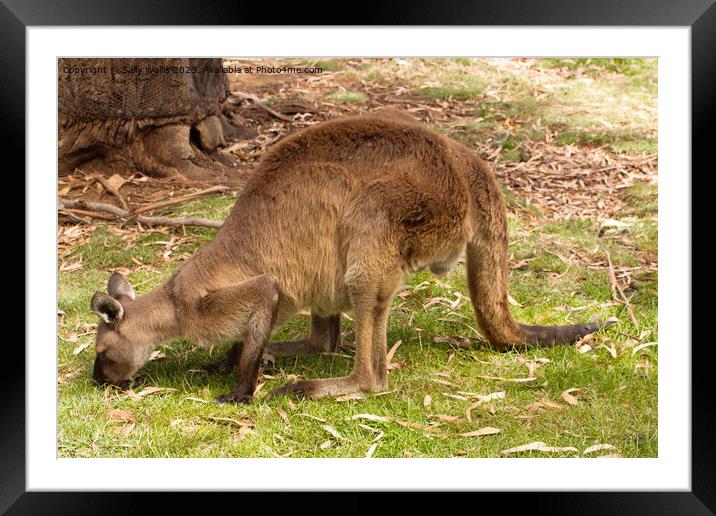 Kangaroo grazing Framed Mounted Print by Sally Wallis