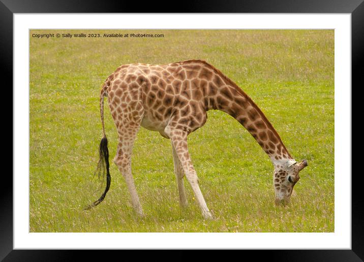 Giraffe grazing Framed Mounted Print by Sally Wallis